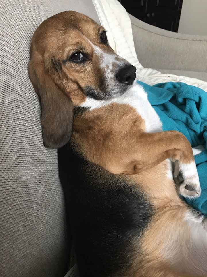 Show me your fur babies!