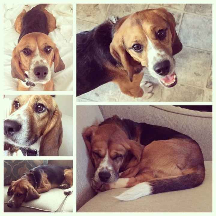 Furbabies?(non wedding post)