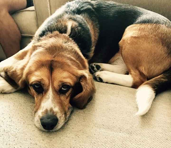 NWR: National Dog Day!