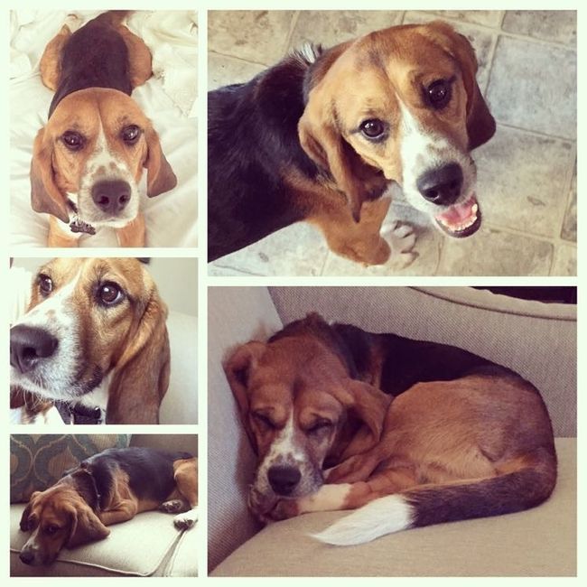 Furbabies?(non wedding post)