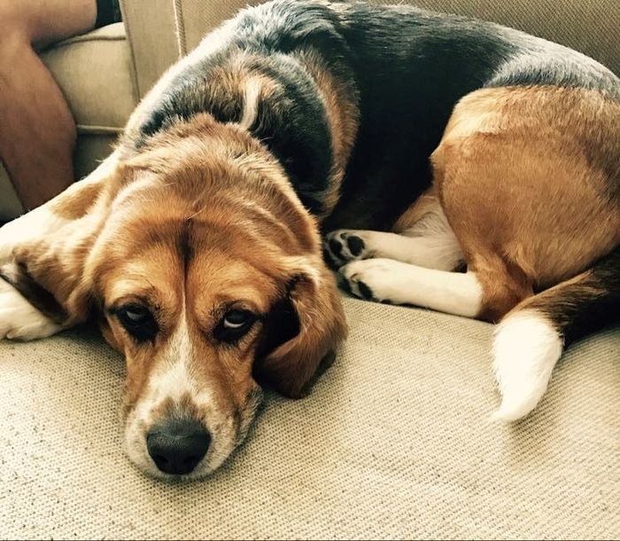 NWR: National Dog Day!