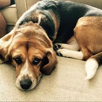 NWR: National Dog Day!