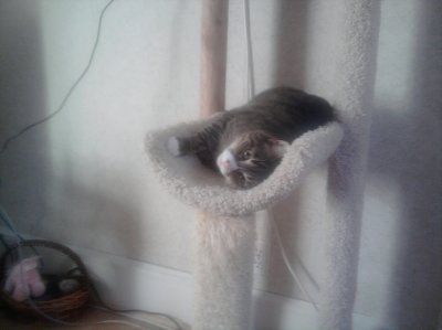 NWR: Lets see our pets!!