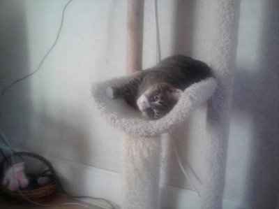NWR: Lets see our pets!!