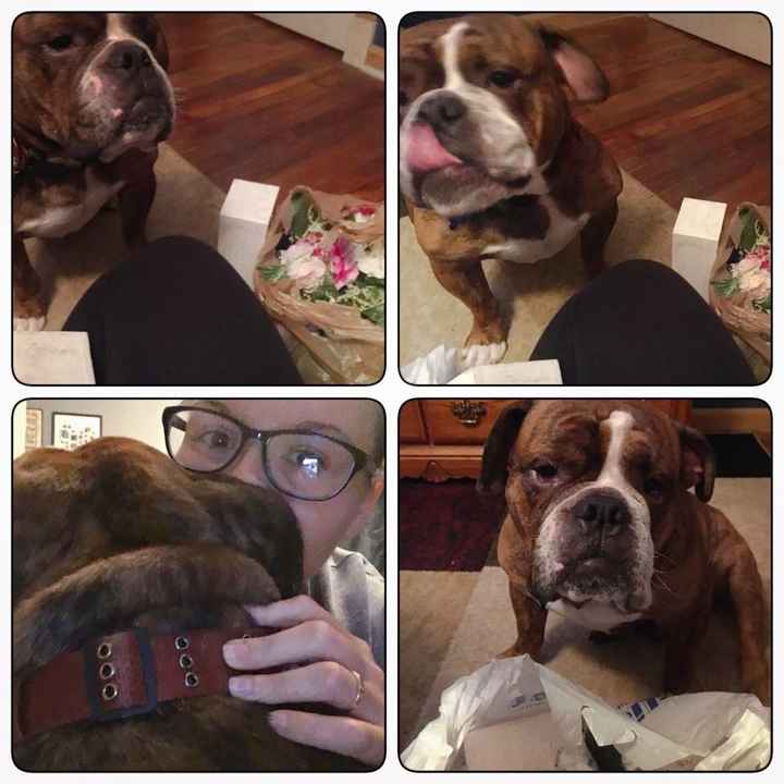 Pets