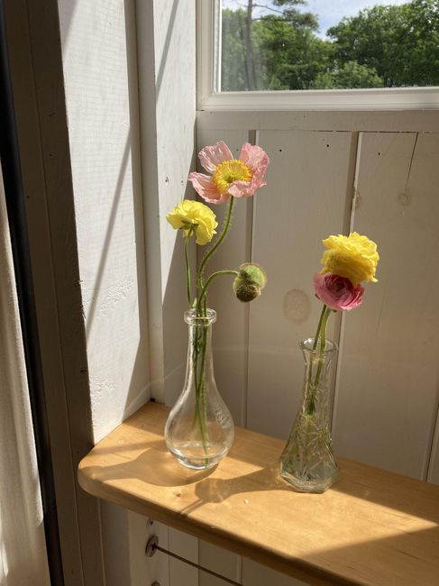 Poppy Flowers... yay or nay?  Anyone have experience? - 1