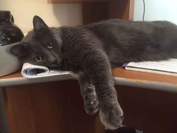 NWR: Bored? Show off your pets!