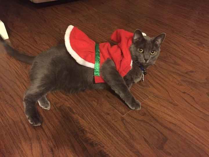 Pet PSA: No Holiday Plants!!!!!