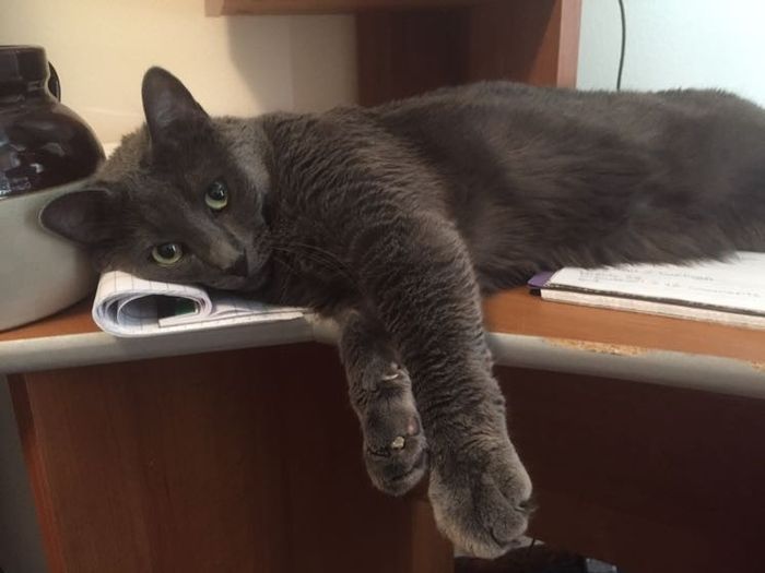 NWR: Bored? Show off your pets!