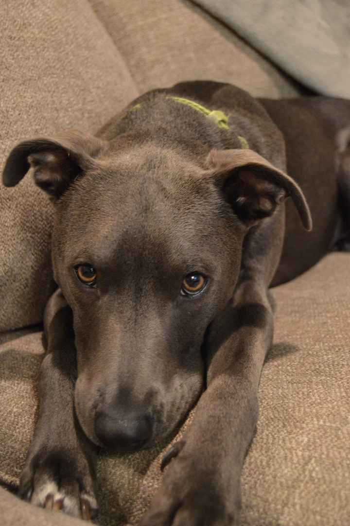 NWR: Losing our husky