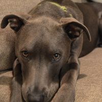 NWR: Losing our husky