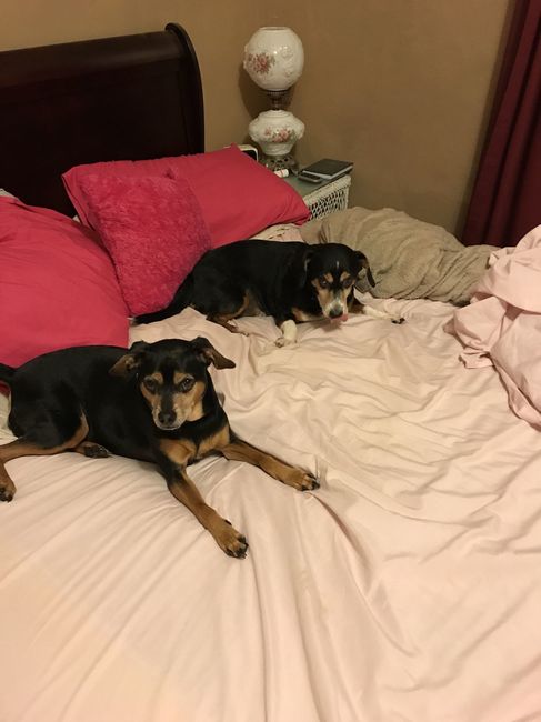NWR: Show me your fur babies