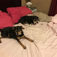 NWR: Show me your fur babies