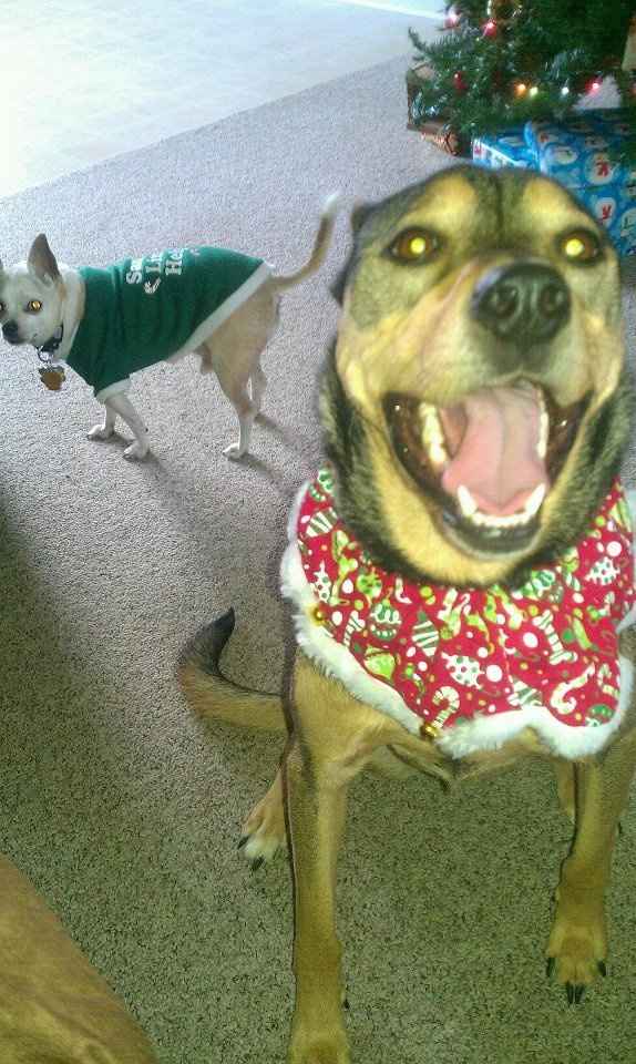 Christmas time with the furbabies!