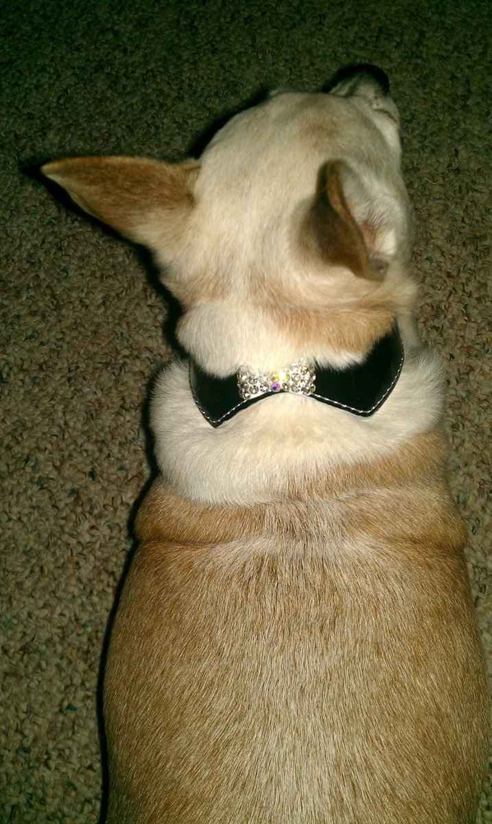 doggie attire for the big day :)