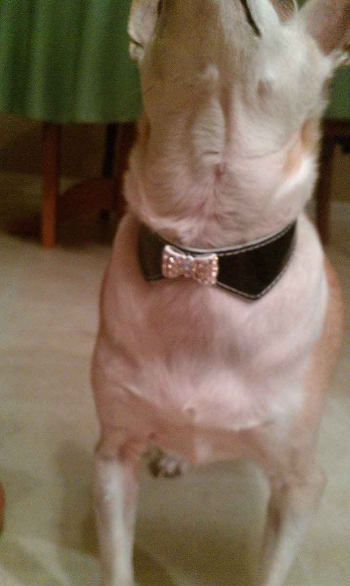 doggie attire for the big day :)