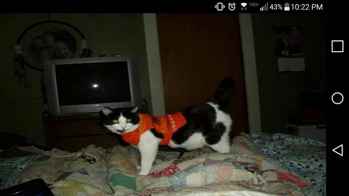 NWR: Saying Goodbye to My Kitty