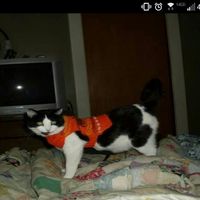 NWR: Saying Goodbye to My Kitty