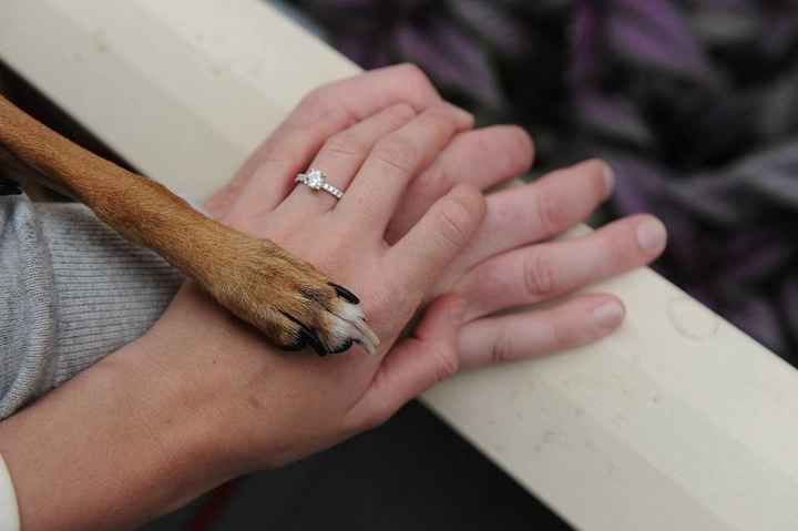 Having your pet in the engagement photos?