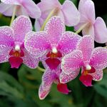 Orchid