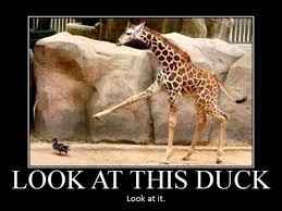 NWR: Memes & Cute Animal Pictures