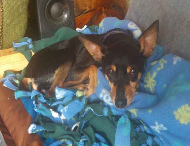 NWR Animal Lovers