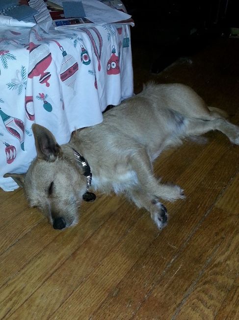 It is national dog day!