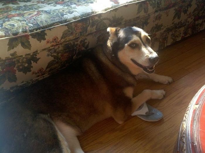 It is national dog day!