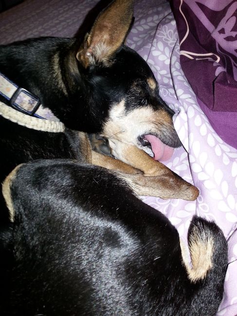 It is national dog day!