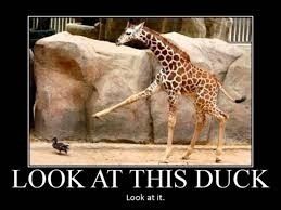 NWR: Memes & Cute Animal Pictures