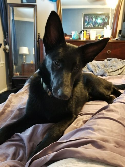 Nwr- show me your fur babies