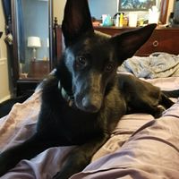 Nwr- show me your fur babies