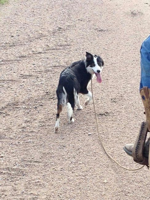 NWR: My four-legged child turns THREE today!!! *I want pics of yours*