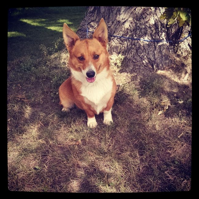 NWR: My four-legged child turns THREE today!!! *I want pics of yours*