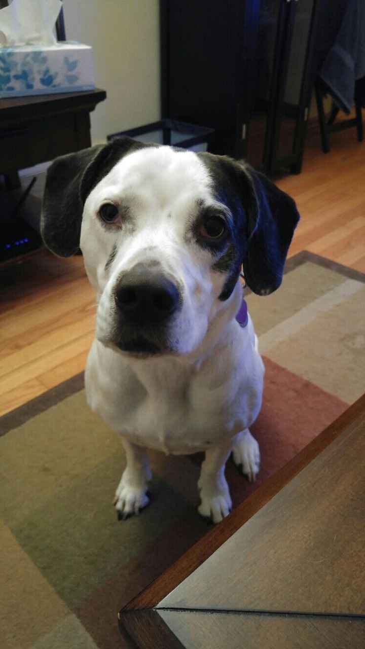 NWR: National Dog Day!