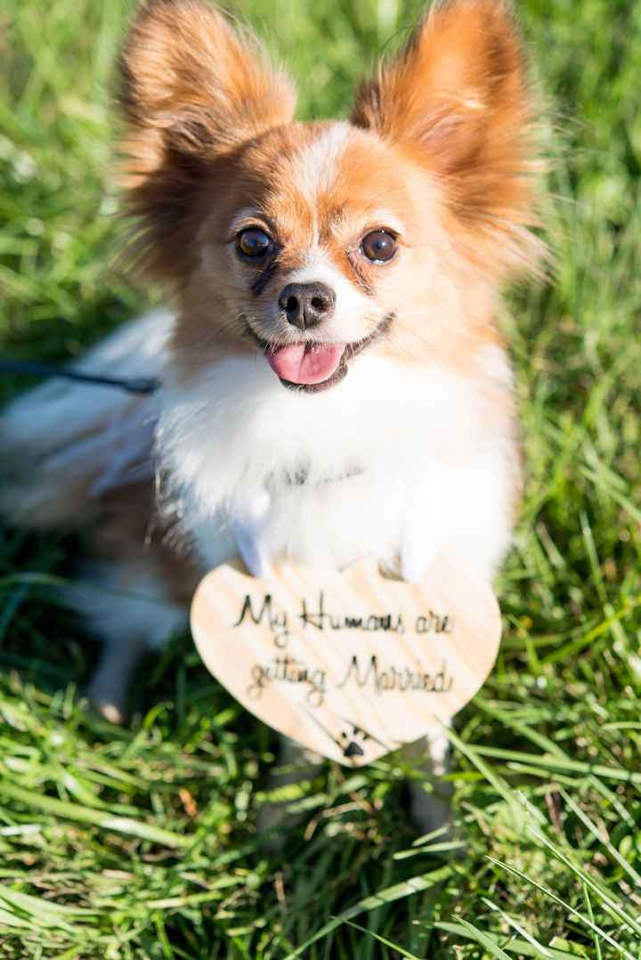 Just received our engagement pics and I'm over the moon!