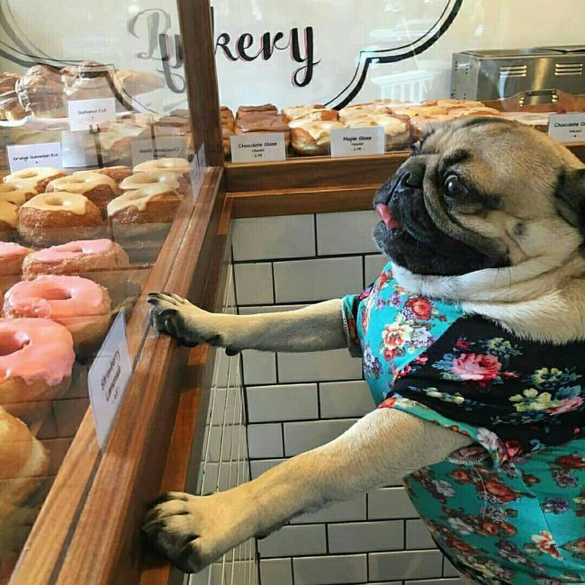 Cutest Thing You'll See All Day