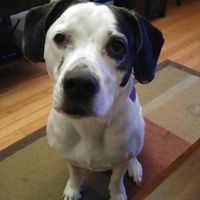 NWR: National Dog Day!