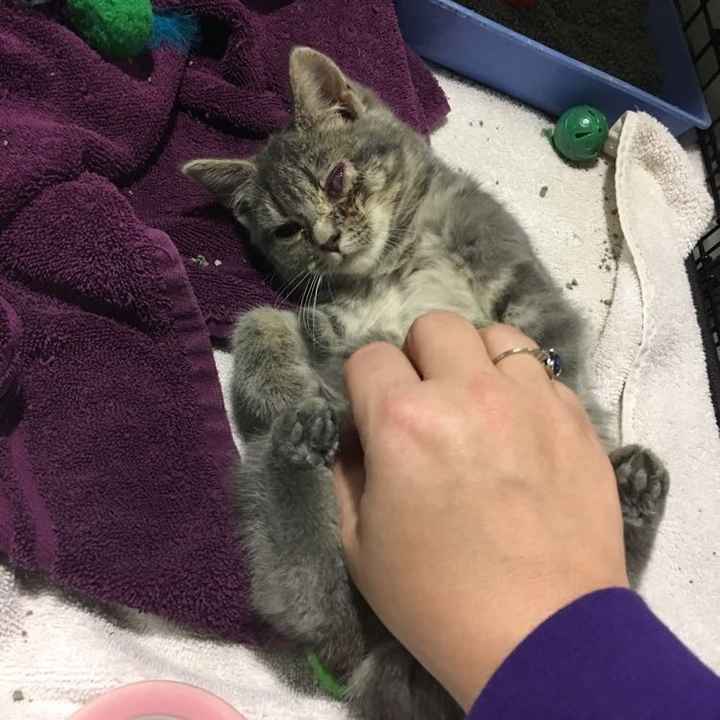 Positive thoughts and pictures of fluffy pets please