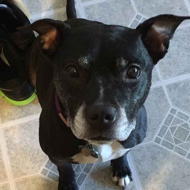 NWR: Our fur baby is going to the big dog park in the sky :(