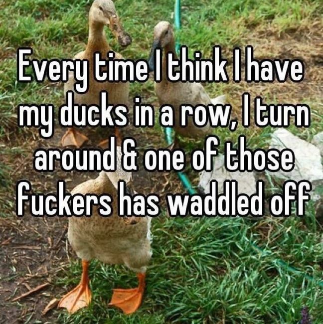 NWR: Memes for my sanity