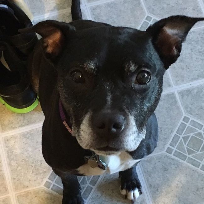 NWR: Our fur baby is going to the big dog park in the sky :(