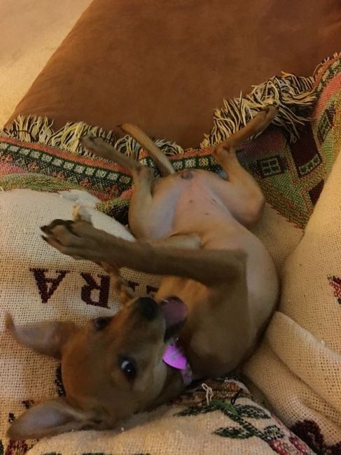 Fur baby