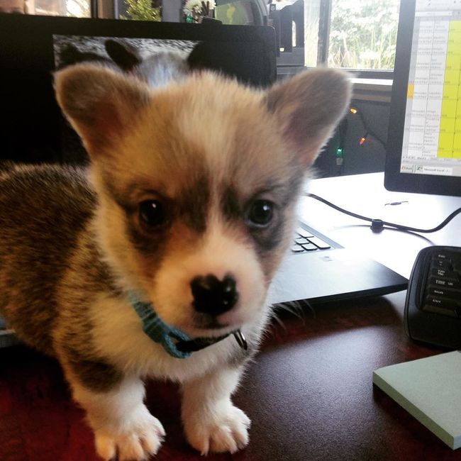 NWR - Send me pictures of your pets/memes