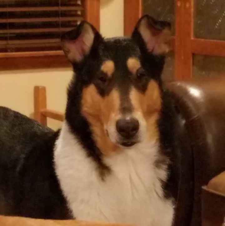 Show me your fur babies!