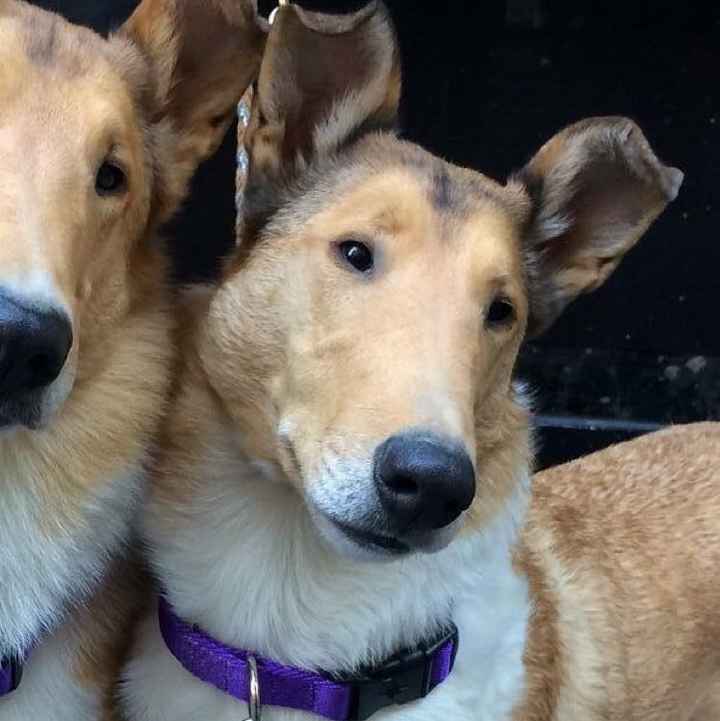 Show me your fur babies!