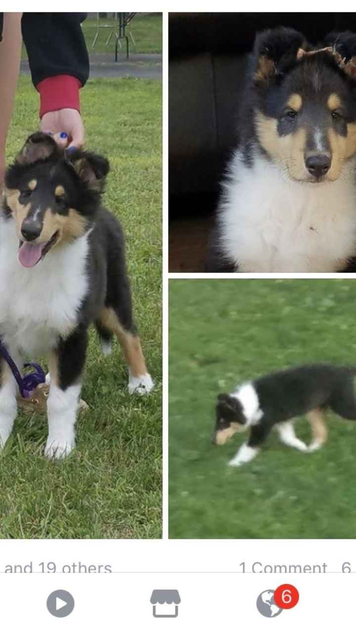 Nwr: puppy fever! (Pics included)