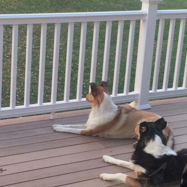 NWR: Puppy Friday!!