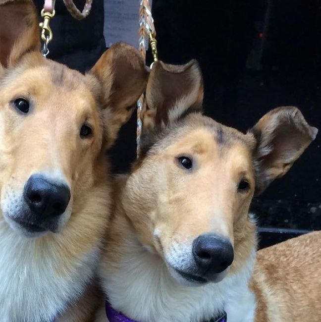 NWR: Furbaby!