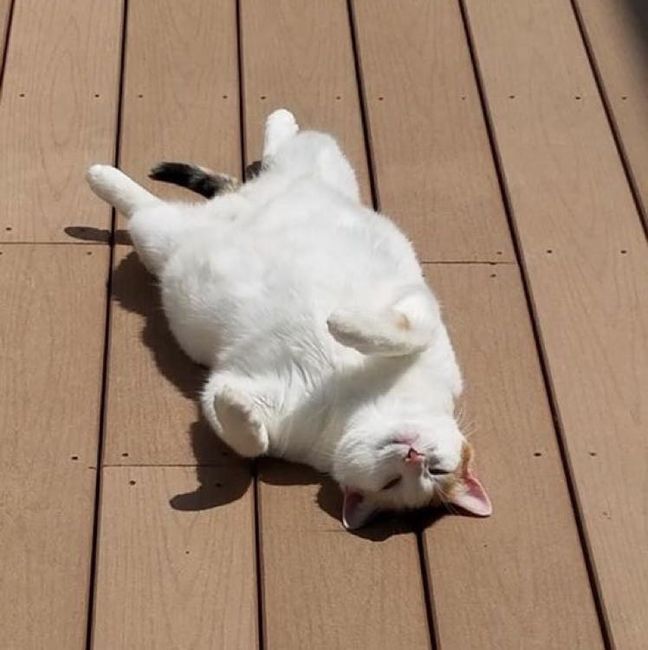 NWR: Furbaby!